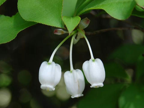 満天星躑躅 ドウダンツツジ 華凛の花言葉