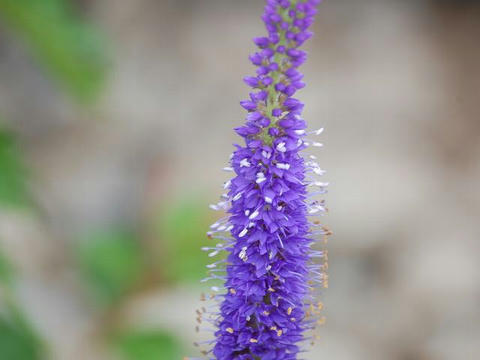 ベロニカ 華凛の花言葉