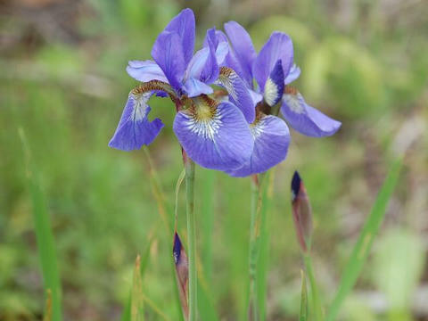 文目 アヤメ 華凛の花言葉
