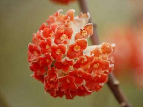 三椏 ミツマタ 華凛の花言葉