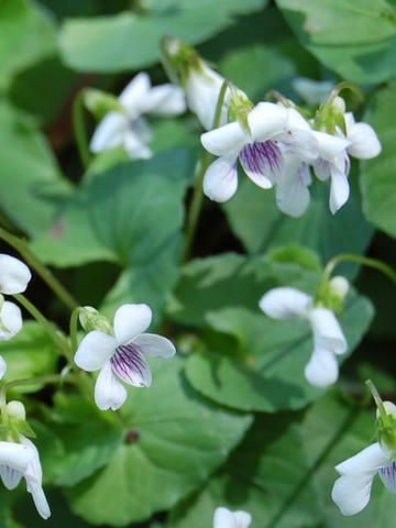 坪菫 ツボスミレ 華凛の花言葉