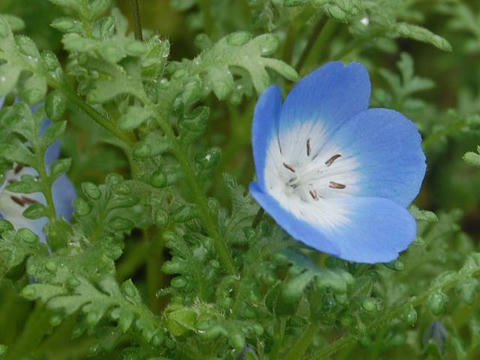 瑠璃唐草 ルリカラクサ 華凛の花言葉