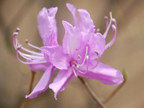 三葉躑躅 ミツバツツジ 華凛の花言葉