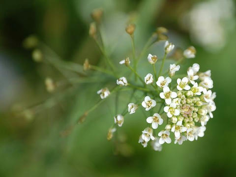 薺 ナズナ 華凛の花言葉