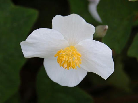 白雪芥子 シラユキゲシ 華凛の花言葉