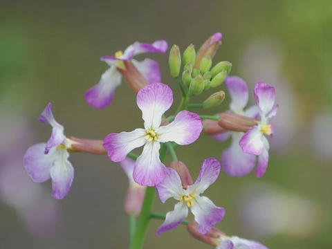 浜大根 ハマダイコン 華凛の花言葉