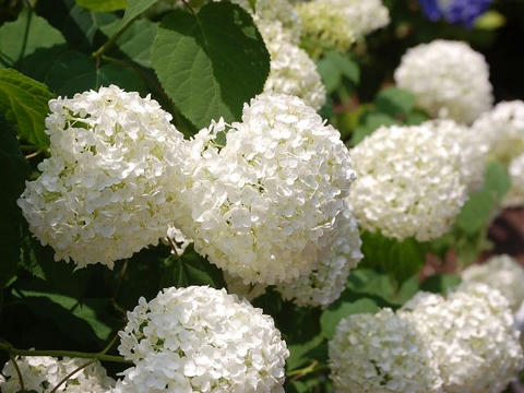 アナベル 華凛の花言葉