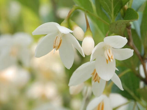 えごの木 エゴノキ 華凛の花言葉