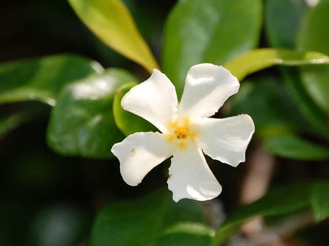 定家葛 テイカカズラ 華凛の花言葉