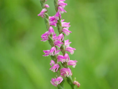 捩花 ネジバナ 華凛の花言葉