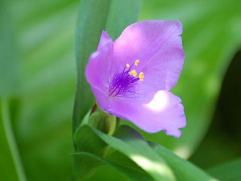 紫露草 ムラサキツユクサ 華凛の花言葉