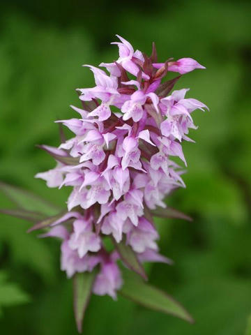 白山千鳥 ハクサンチドリ 華凛の花言葉