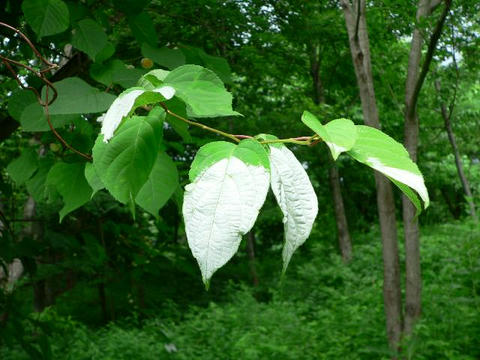 木天蓼 マタタビ 華凛の花言葉