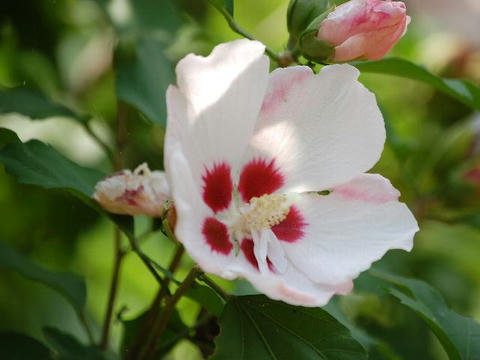 木槿 ムクゲ 華凛の花言葉