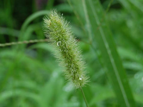 狗尾草 エノコログサ 華凛の花言葉