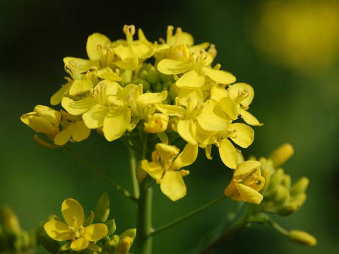 蕪 カブ 華凛の花言葉