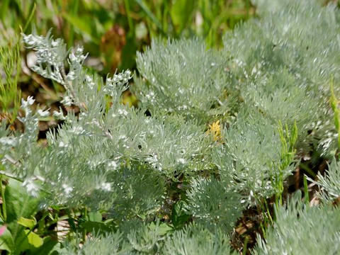 朝霧草 アサギリソウ 華凛の花言葉