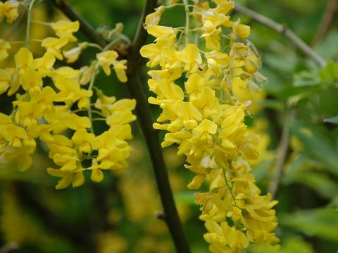 金鎖 キングサリ 華凛の花言葉