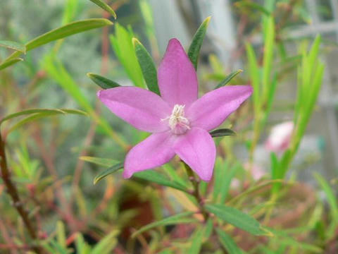 サザンクロス 華凛の花言葉