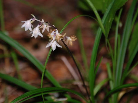 大葉蛇の髭 オオバジャノヒゲ 華凛の花言葉