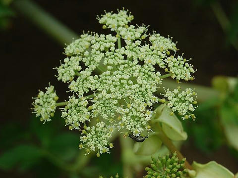 明日葉 アシタバ 華凛の花言葉