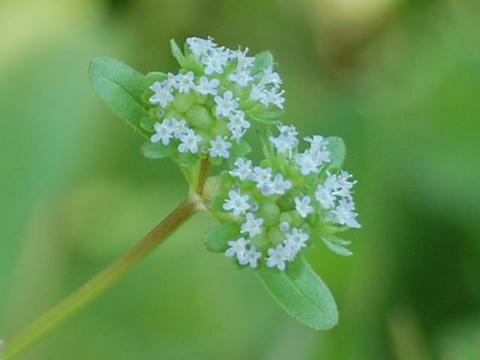 野萵苣 ノジシャ 華凛の花言葉