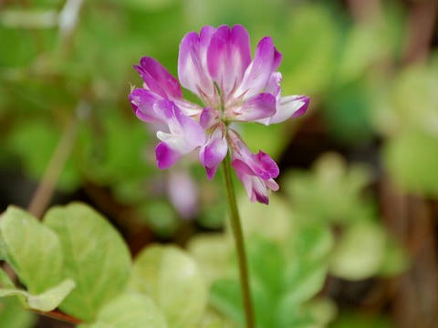 蓮華草 レンゲソウ 華凛の花言葉