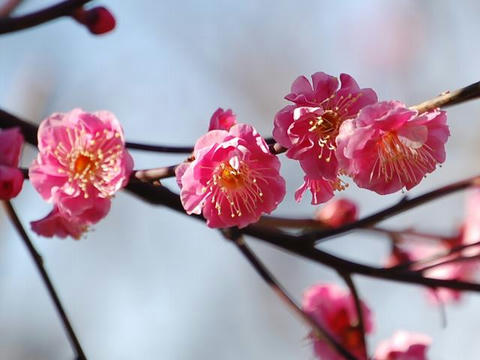 寒紅梅 カンコウバイ 華凛の花言葉