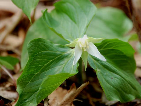 白花延齢草 シロバナエンレイソウ 華凛の花言葉