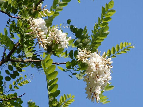 贋アカシア ニセアカシア 華凛の花言葉