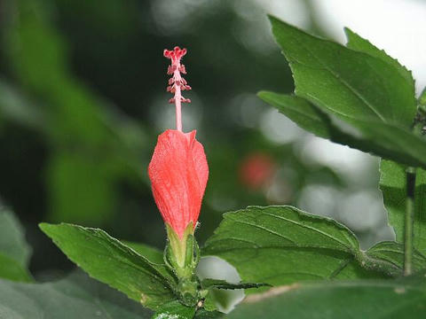 姫仏桑華 ヒメブッソウゲ 華凛の花言葉