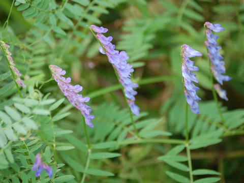 草藤 クサフジ 華凛の花言葉