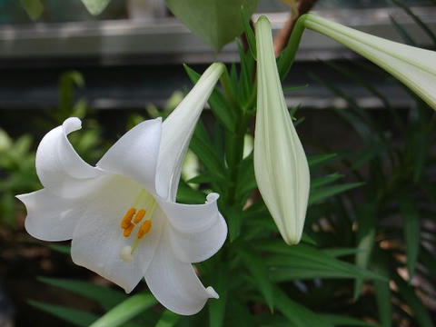 鉄砲百合 テッポウユリ 華凛の花言葉