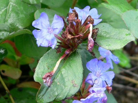 瑠璃茉莉擬き ルリマツリモドキ 華凛の花言葉