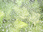 2009670028.jpg