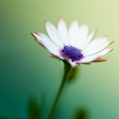 時光的花瓣