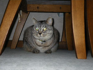 IMGP0737.JPG