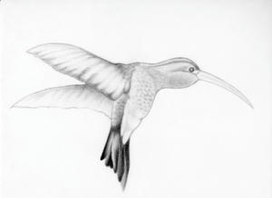 hatidori-600.jpg