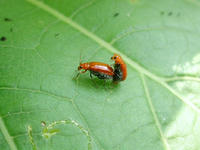 viploader542323.jpg