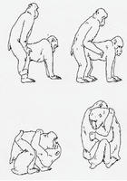 monky2.jpg