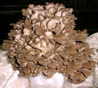 maitake1.jpg