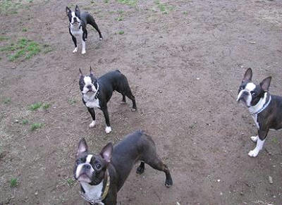 4boston.JPG