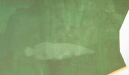 ピラルクの魚影
