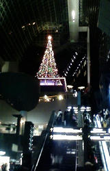 tree.JPG