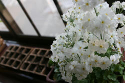 IMG_2414_1.JPG