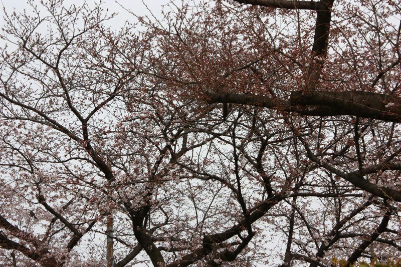 IMG_1450.jpg
