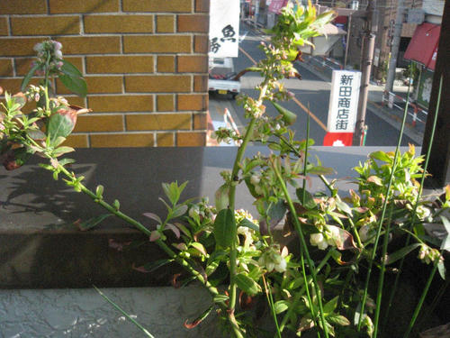 ブルーベリーベランダ菜園