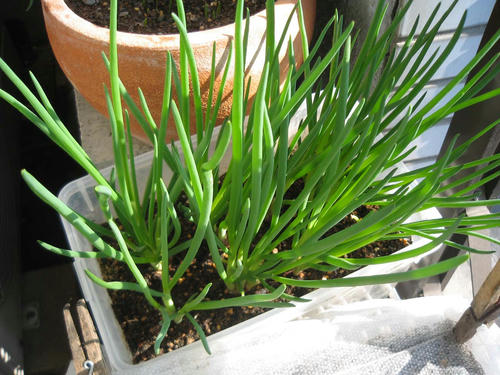 ワケギ栽培記録 チャッピーのベランダ菜園