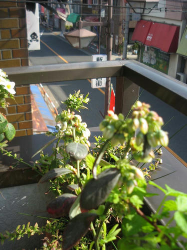 ブルーベリーベランダ菜園