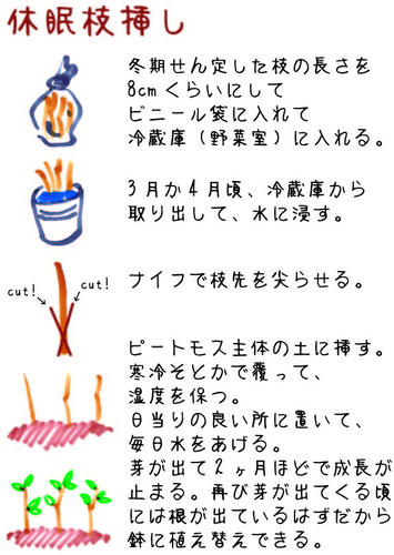 ブルーベリー休眠枝挿し